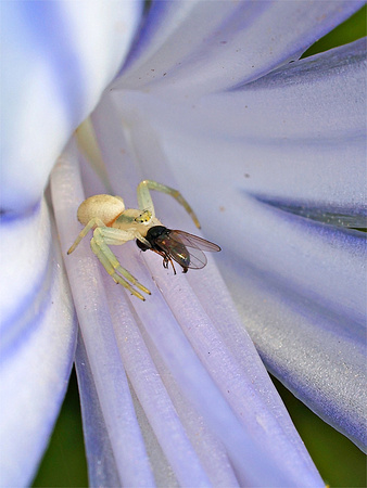 Crab spider at lunch